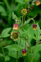 Geum rivale flower in forest
