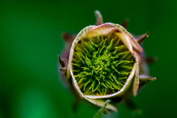 Obraz premium Geum rivale flower in forest, close up
