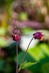 Geum rivale flower in forest, close up shoot