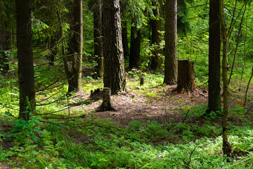 Forest in summer and stumps from trees