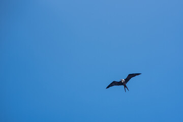 Fototapeta premium A frigate glides through the sky looking for prey in the ocean below. 