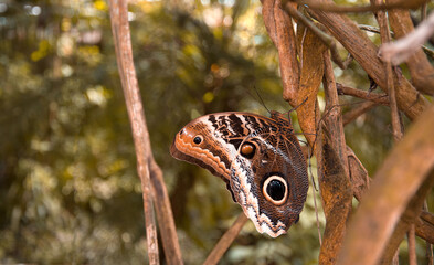 Close up shot of caligo butterfly resting on an exotic tree.