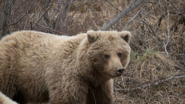 Closeup of a bron grizzly bear outdoors