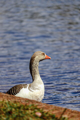 Goose