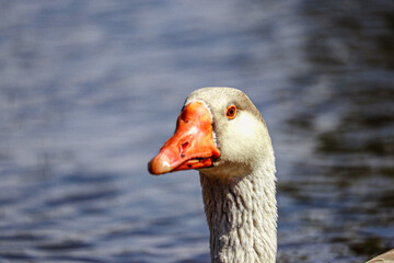 Goose