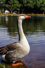 Goose