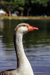 Goose
