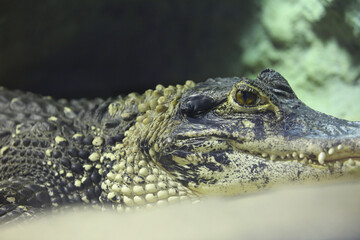 Crocodile in the terrarium at the zoo close up, blurred background