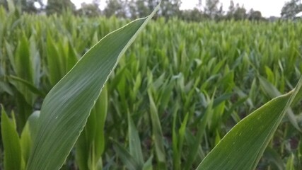 cornfield closeup