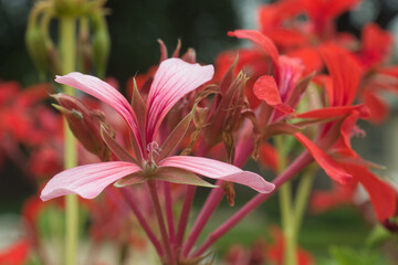 Blooming pink and red ivy geranium Pelargonium peltatum in a garden. Also known as ivy-leaved pelargonium or cascading geranium.