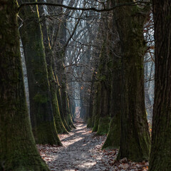 A passage surrounded by beautiful light between a row of trees on the Otterlose heath in the Netherlands