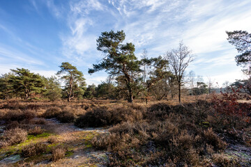 Fototapeta na wymiar natural landscape the Otterlose heathland in the Netherlands