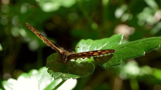 Maniiola jurtina. Lepidopteran insect, known as she-wolf, belonging to the Nymphalidae family. Common butterfly throughout Europe