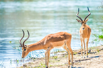 Two Imapala Ram bull antelope drinking water from a water hole in a game reserve in South Africa