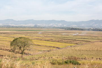 Planta&ccedil;&atilde;o do cerrado com linda paisagem de fundo da natureza.
