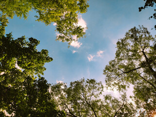 Fototapeta premium tree in the sky