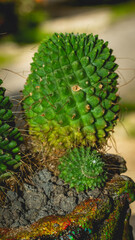 Fototapeta premium Mammilaria cactus on handmade concrete artisan pot