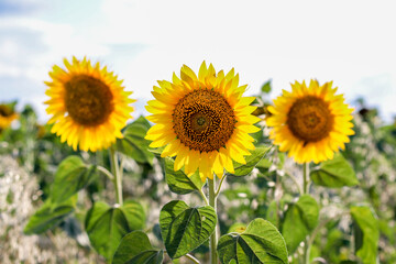 Obraz premium Sunflower natural background. Sunflower blooming. Close-up of sunflower.