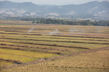 Fototapeta premium Plantação do cerrado com linda paisagem de fundo da natureza. 
