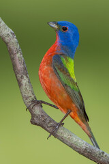 Male Painted Bunting Perched on Branch in South Central Louisiana