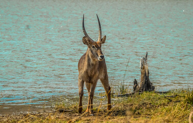 Male waterbuck antelope( kobus ellipsiprymnus ) drinking water from a water hole in a game reserve
