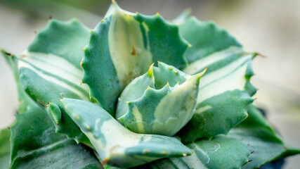 Fototapeta premium Beautiful agave isthmensis ohi raijin on handmade concrete artisan pot