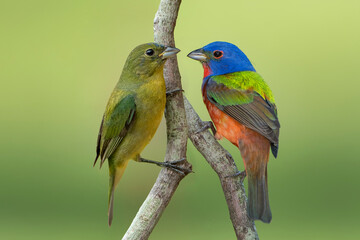 Female and Male Painted Buntings Perched on Branches in South Central Louisiana During Migratory...
