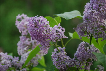 Light purple lilac flowers. Against the background of green leaves on thin stems, small unfolded purple flowers of lilac with four petals.