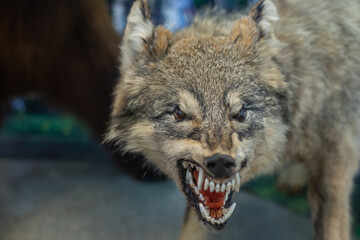 The wolf showed its fangs.