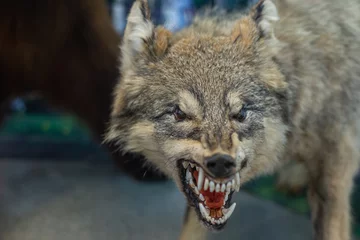 Deurstickers The wolf showed its fangs. © Ilya