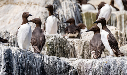 Fototapeta premium Small group of Guillemots nesting on The Farne Islands, Northumberland, England