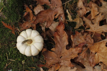 Small white pumpkin sitting amongst autumn leaves. 