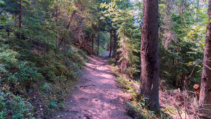 Hiking trail with fallen pine needles stretching into the distance through a wild forest