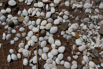 White Mollusk shells on a sandy beach in New Brunswick
