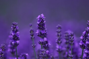 羊ヶ丘展望台のラベンダー畑