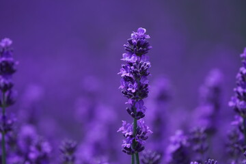 羊ヶ丘展望台のラベンダー畑