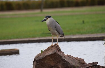 savacu