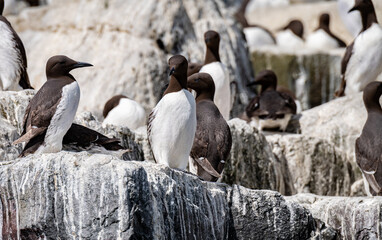 Small group of  Guillemots nesting on The Farne Islands, Northumberland, England