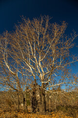 Autumn colors in plane trees in Bük Research Forest...