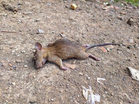 dead rat in the yard