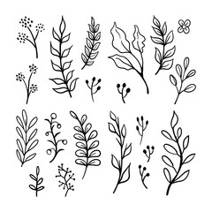 Floral graphic elements big vector doodle set. Flowers and plants hand drawn illustrations. Branches and leaves.