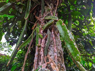 wild cactus tree that grows on other trees