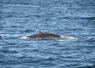 Fototapeta premium Icelandic humpback whale