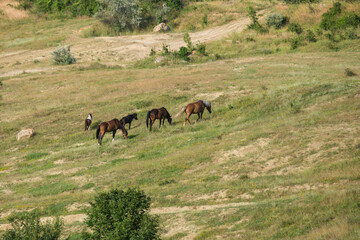 Horses graze in a field on a summer day