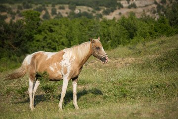 Obraz na płótnie Canvas A horse grazes in a field on a summer day