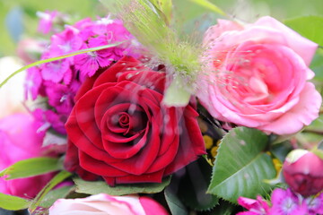 pink and red rose