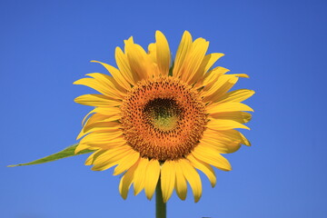 Naklejka premium toward an axis, as in a sunflower