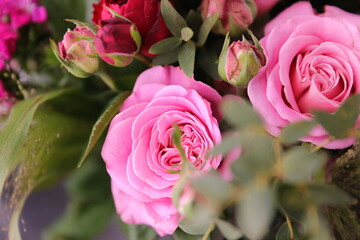 pink roses on a green background