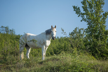 Fototapeta premium A horse grazes in a field on a summer day