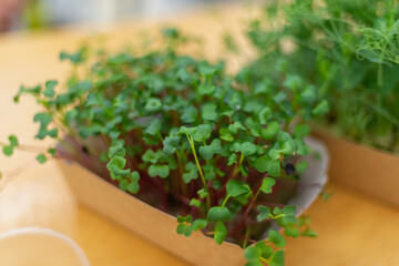 Greens for food. Growing microgreens at home.
